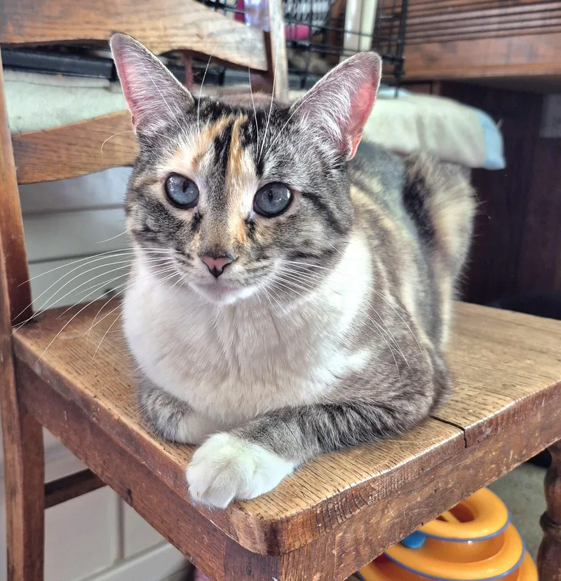 Dandalee thumbnail 2