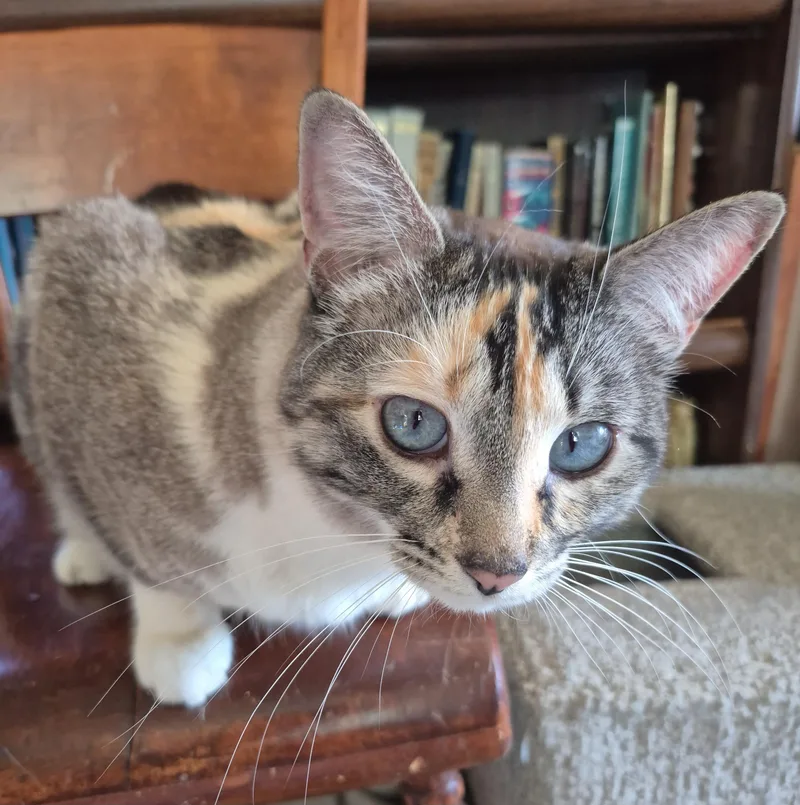 Dandalee thumbnail 3