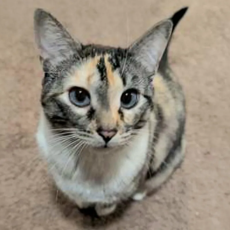 Dandalee thumbnail 4