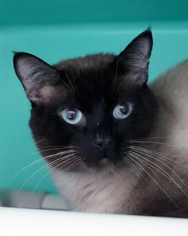 Lucas Sinclair thumbnail 2