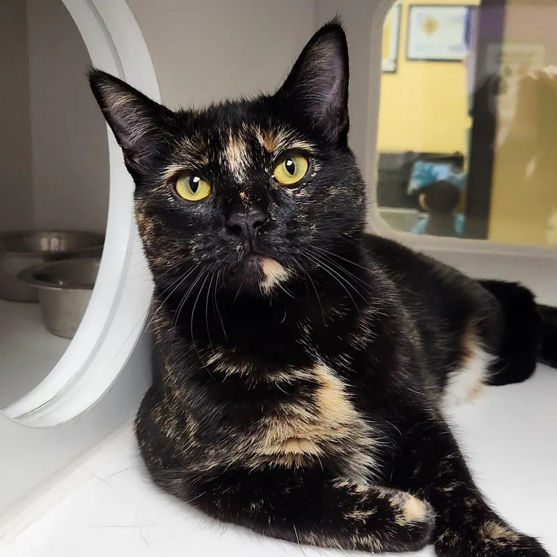 Twilight thumbnail 3