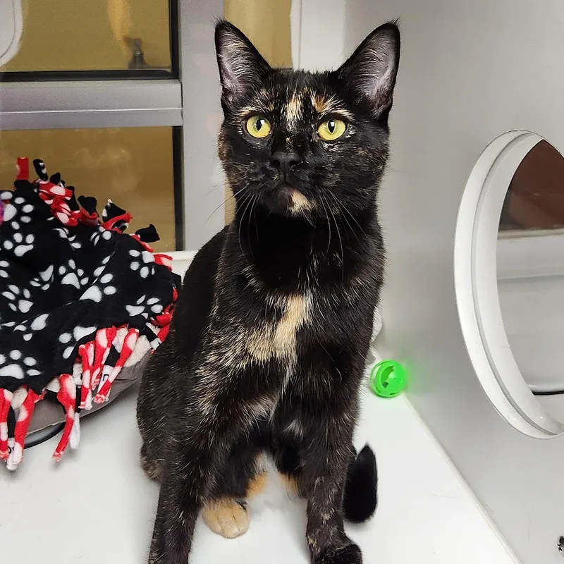 Twilight thumbnail 5