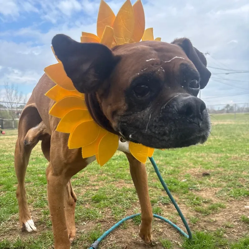 Mike Tyson thumbnail 2