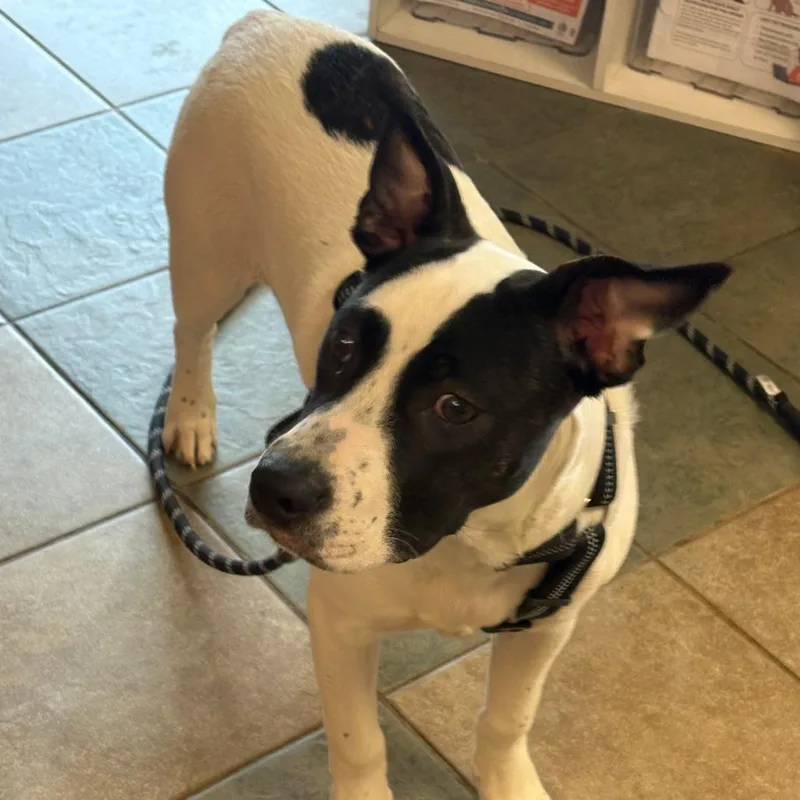 Peter Pan thumbnail 2