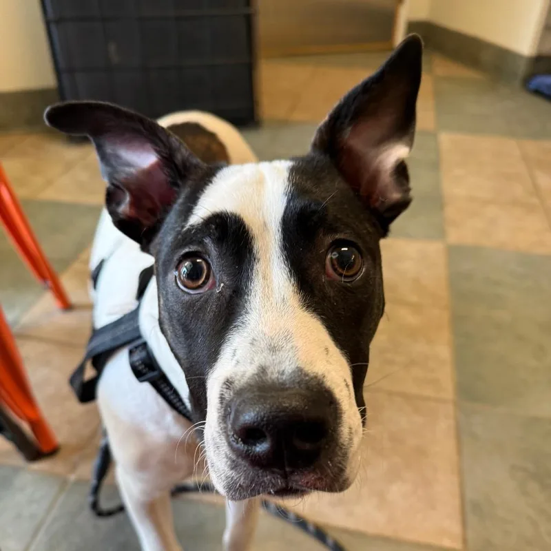 Peter Pan thumbnail 4