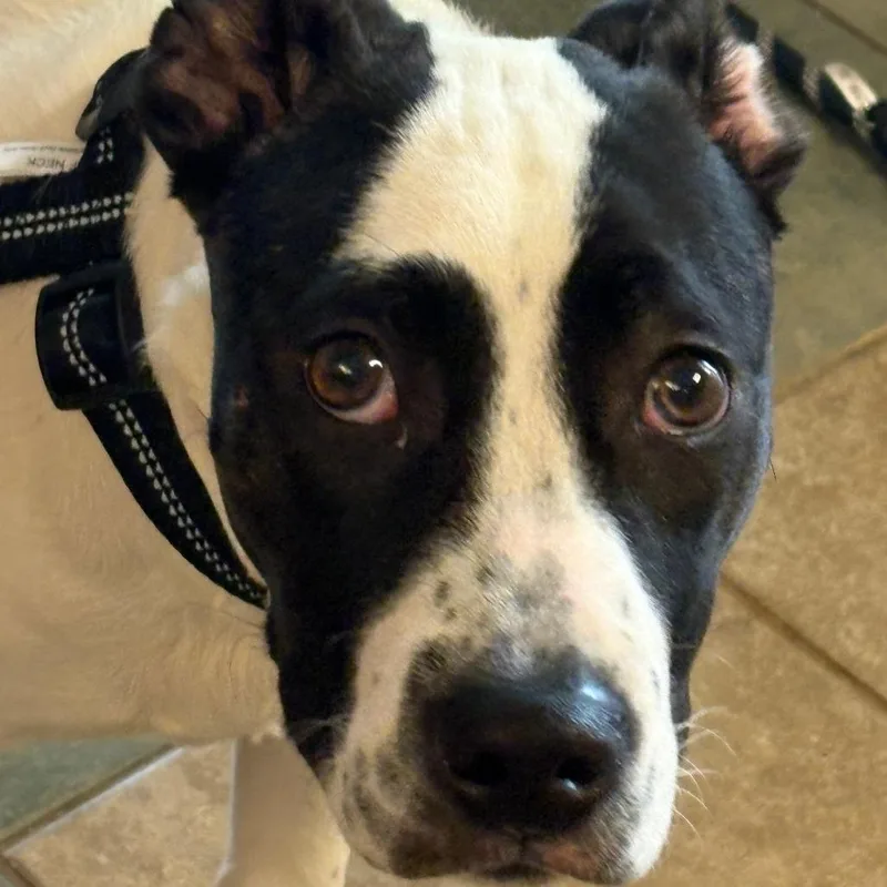 Peter Pan thumbnail 5