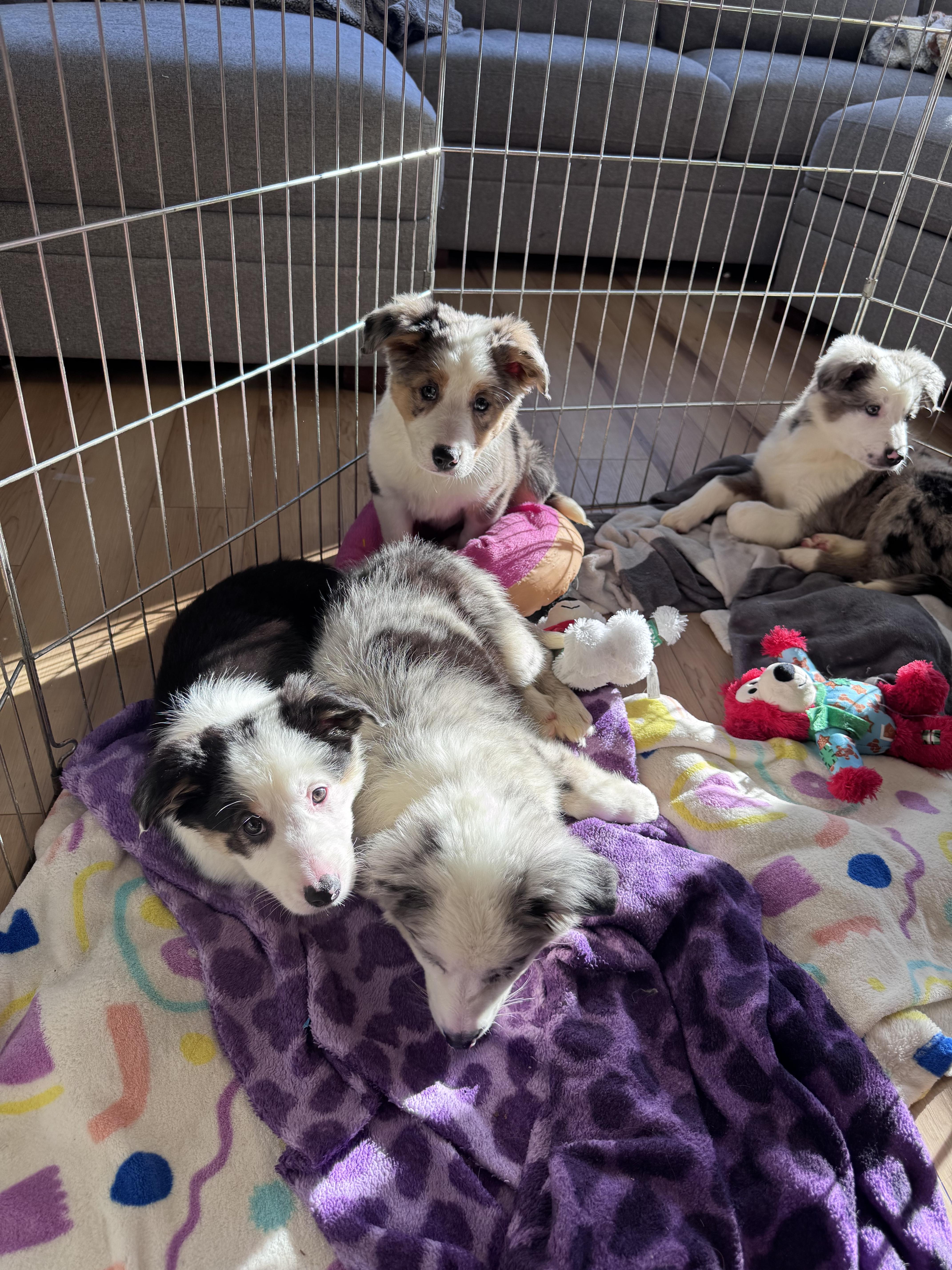 Princess Donut thumbnail 2