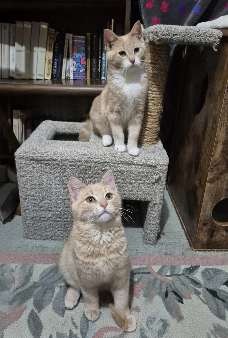 Marco And Polo thumbnail 2