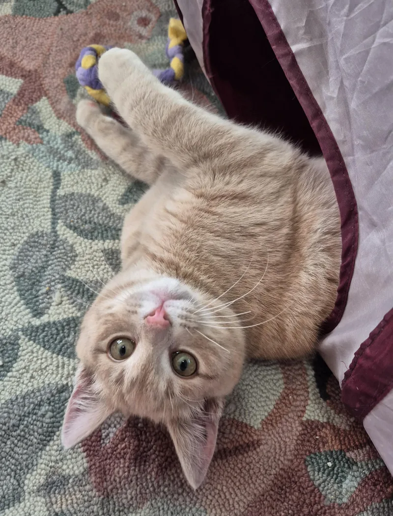 Marco And Polo thumbnail 3