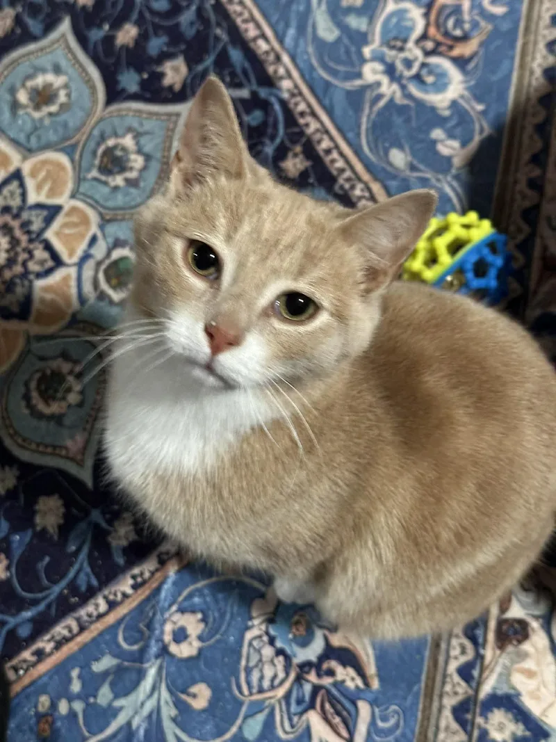 Marco And Polo thumbnail 4