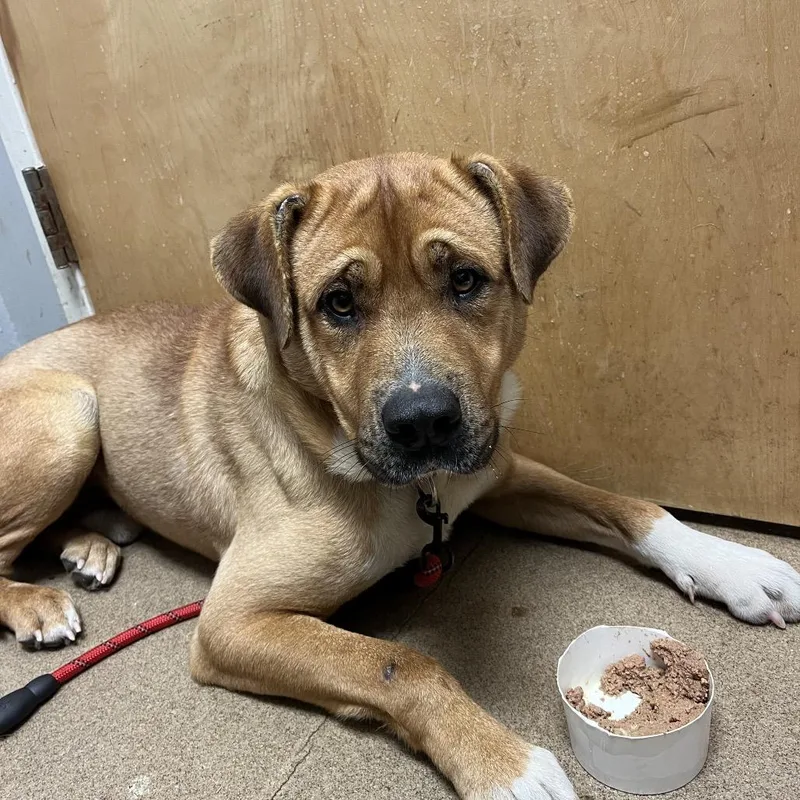 Toe Beans thumbnail 2