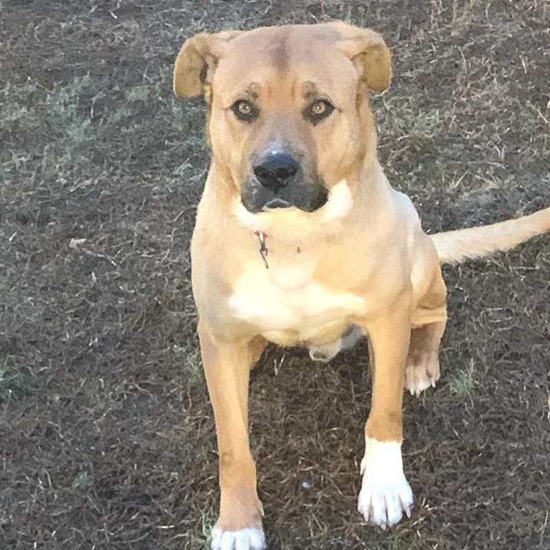 Toe Beans thumbnail 3