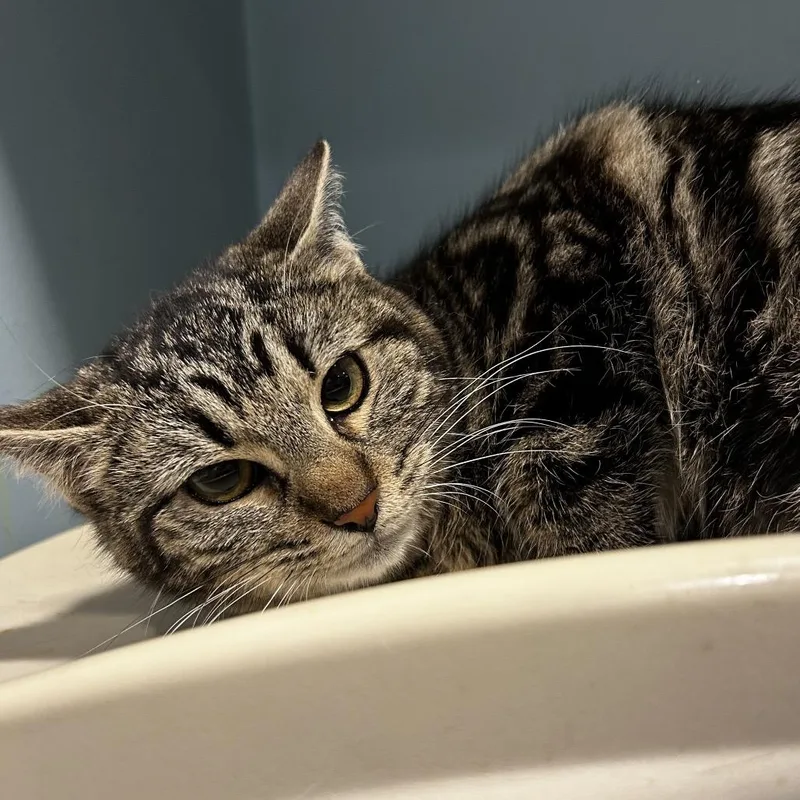 Sunflower Seed thumbnail 2