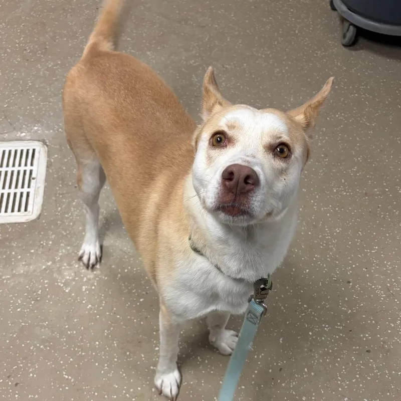 Valkyrie thumbnail 2