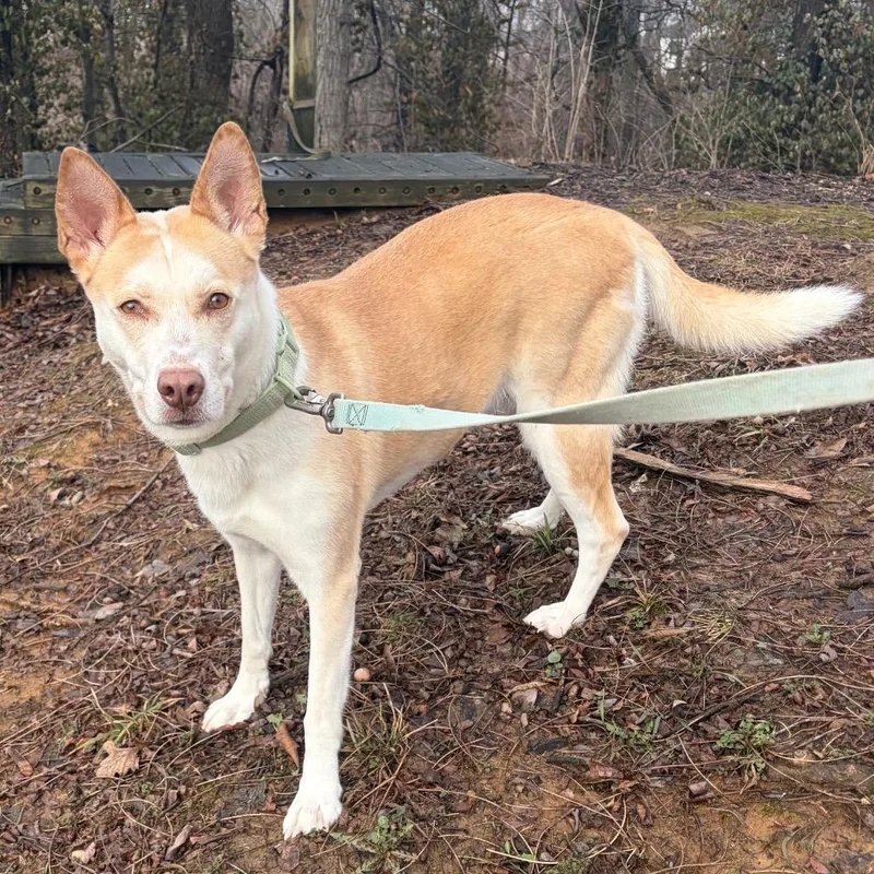 Valkyrie thumbnail 3