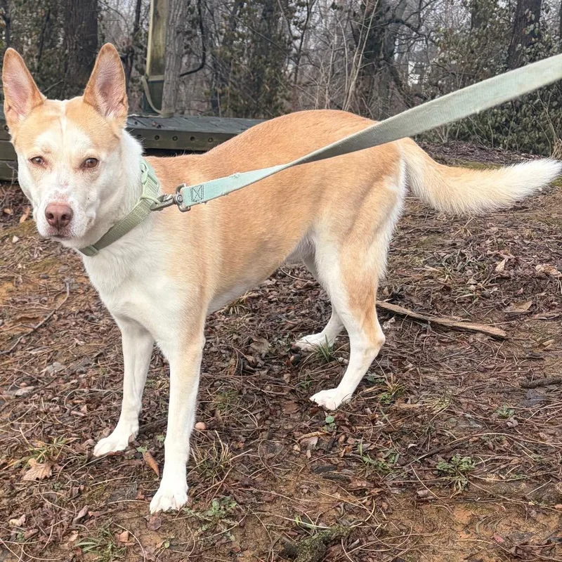 Valkyrie thumbnail 4