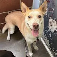 Valkyrie thumbnail 5