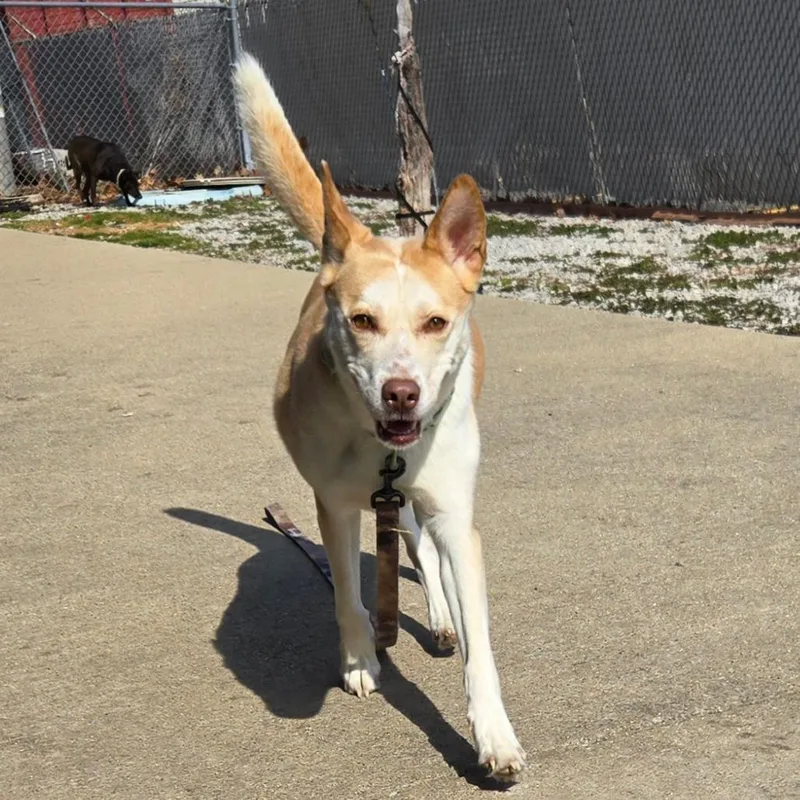 Valkyrie thumbnail 6