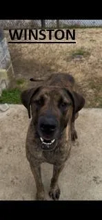 Winston  Courtesy Listing