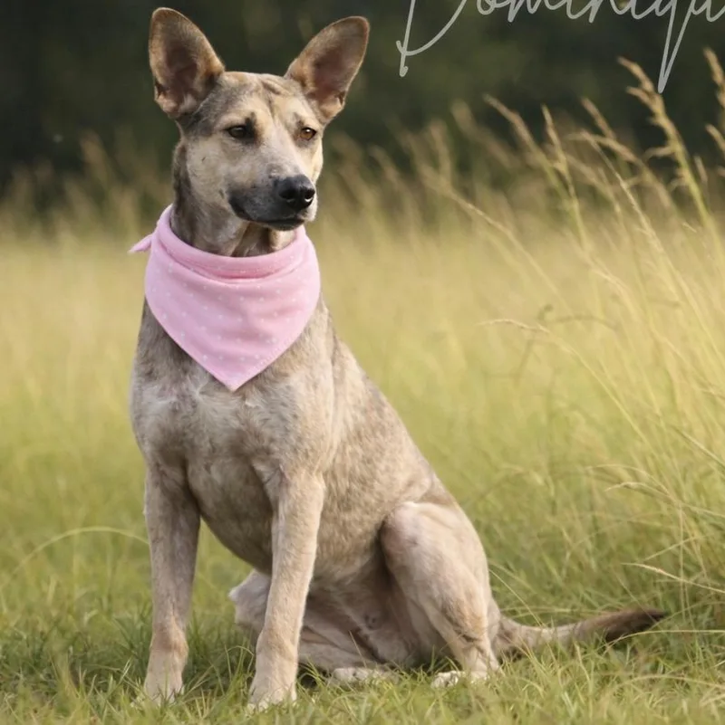 Dominique Gs thumbnail 4