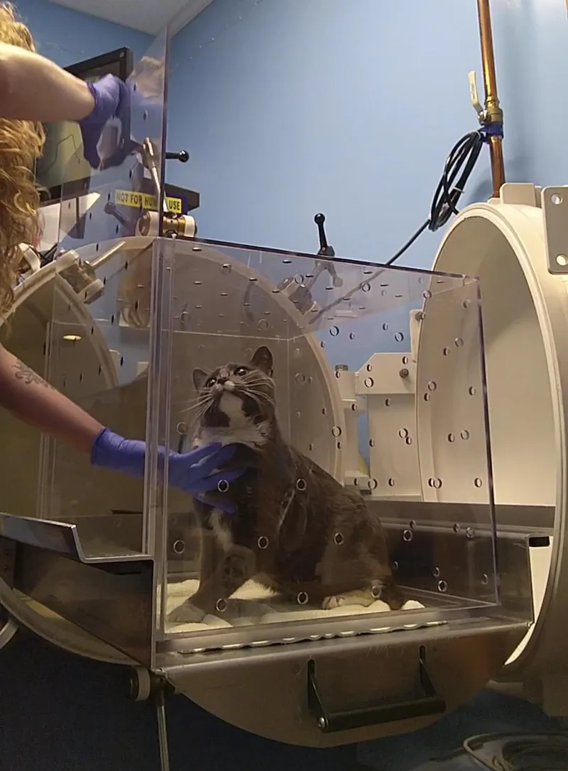 Holmes | Special Needs thumbnail 2