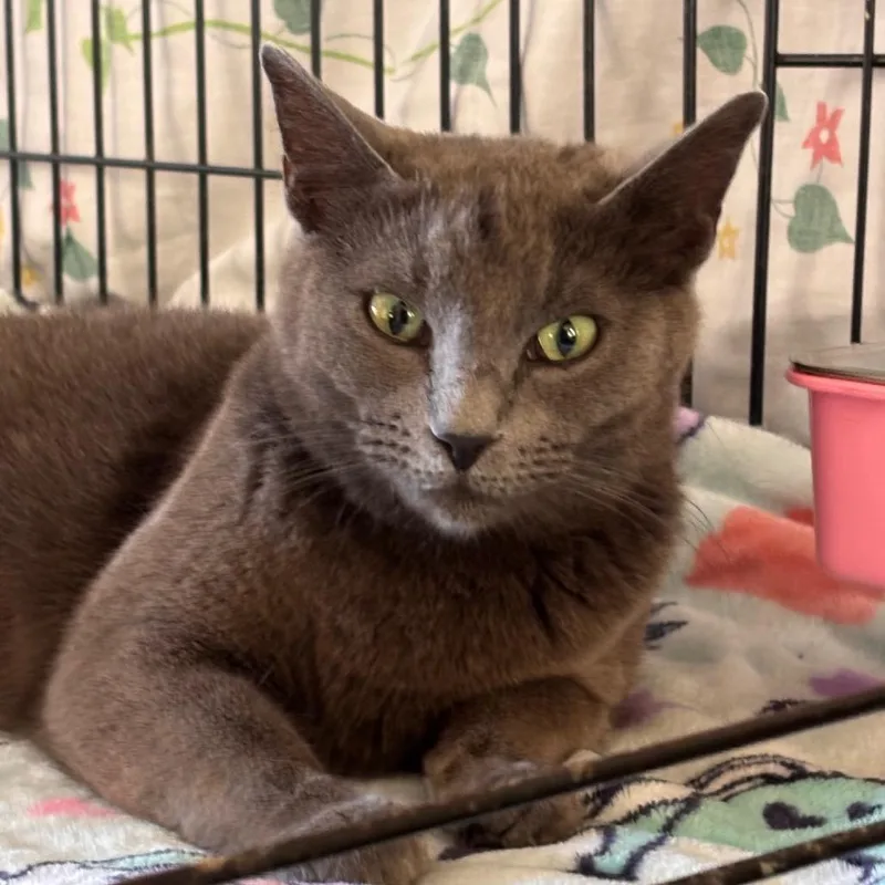 Rosemary thumbnail 2