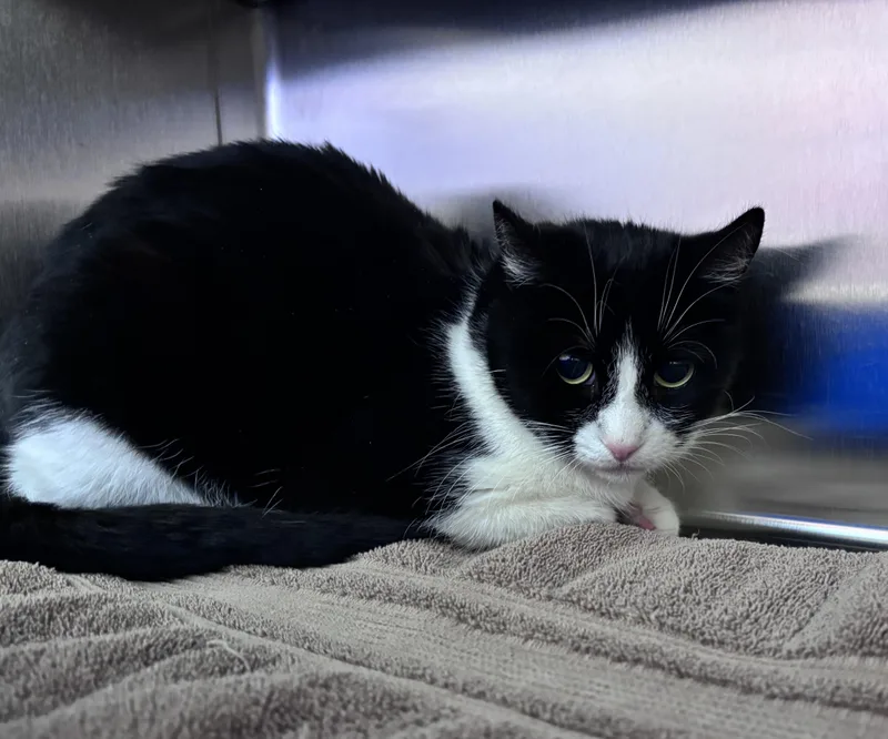 Cindy Lou thumbnail 2