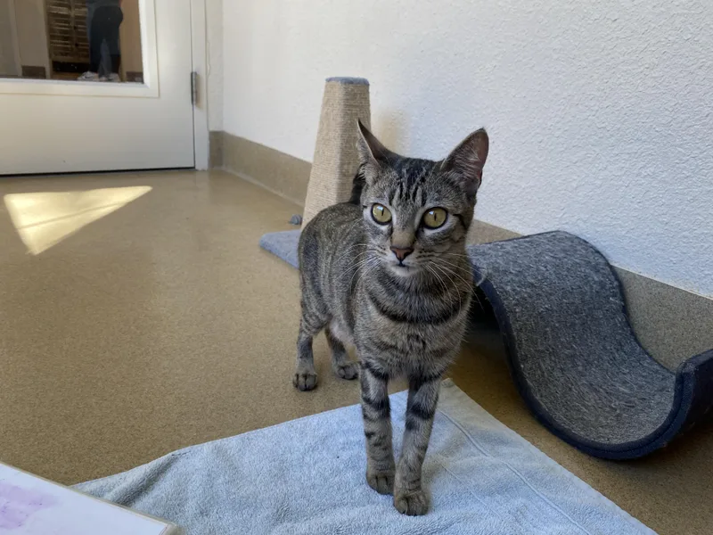 Tiramisu thumbnail 2