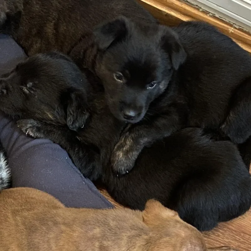 Mystique Ro thumbnail 4