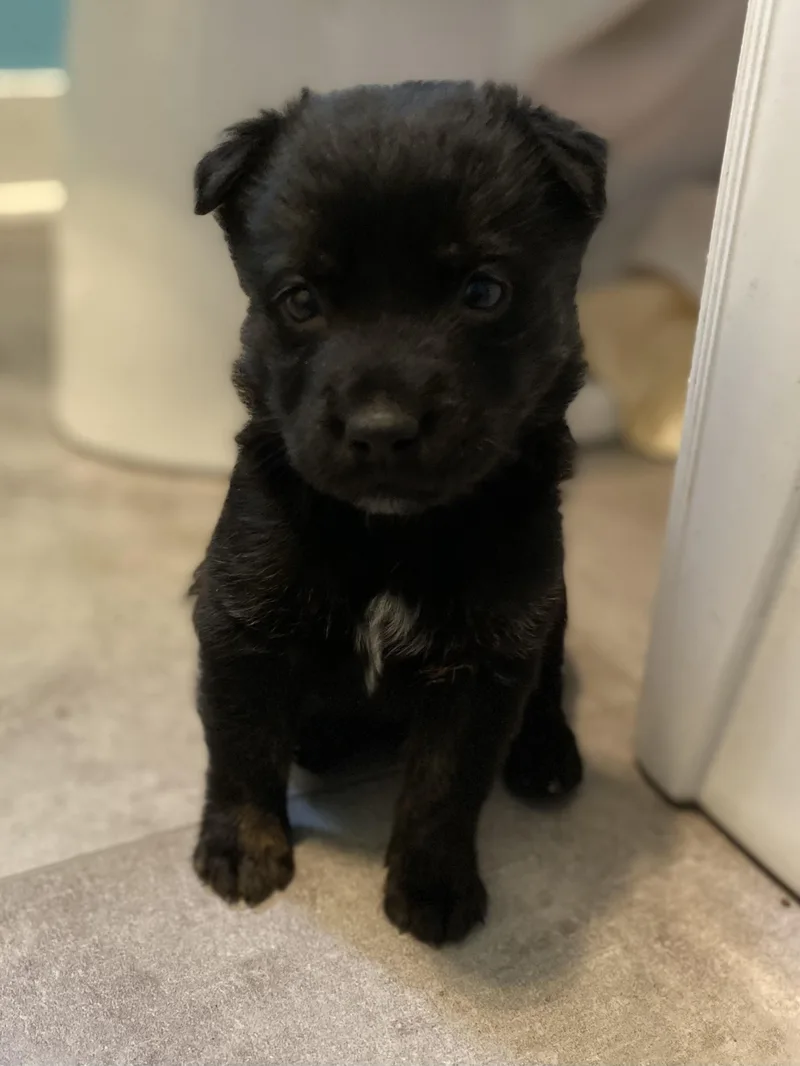 Mystique Ro thumbnail 5