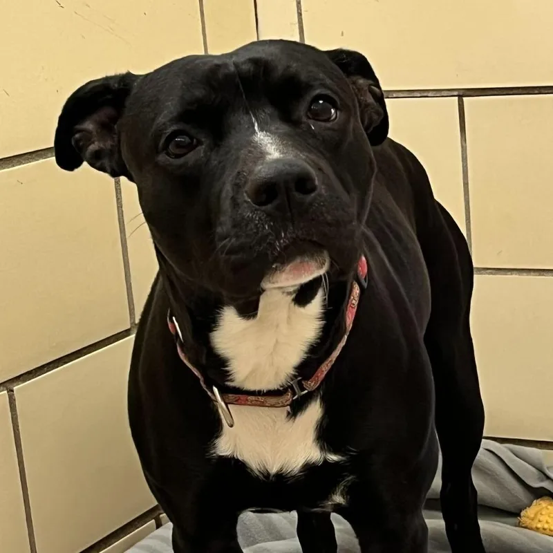 An adult medium-sized male Black American Staffordshire Terrier dog named Sonny for adoption in Perkiomenville, PA