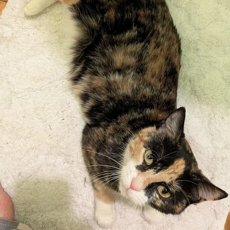 Miss Muffet thumbnail 2