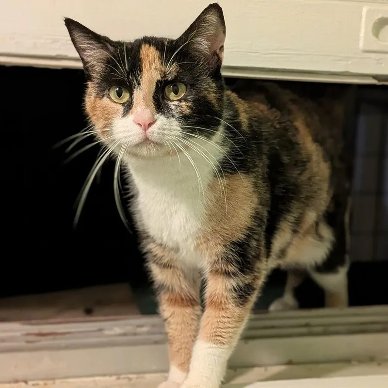 Miss Muffet thumbnail 3