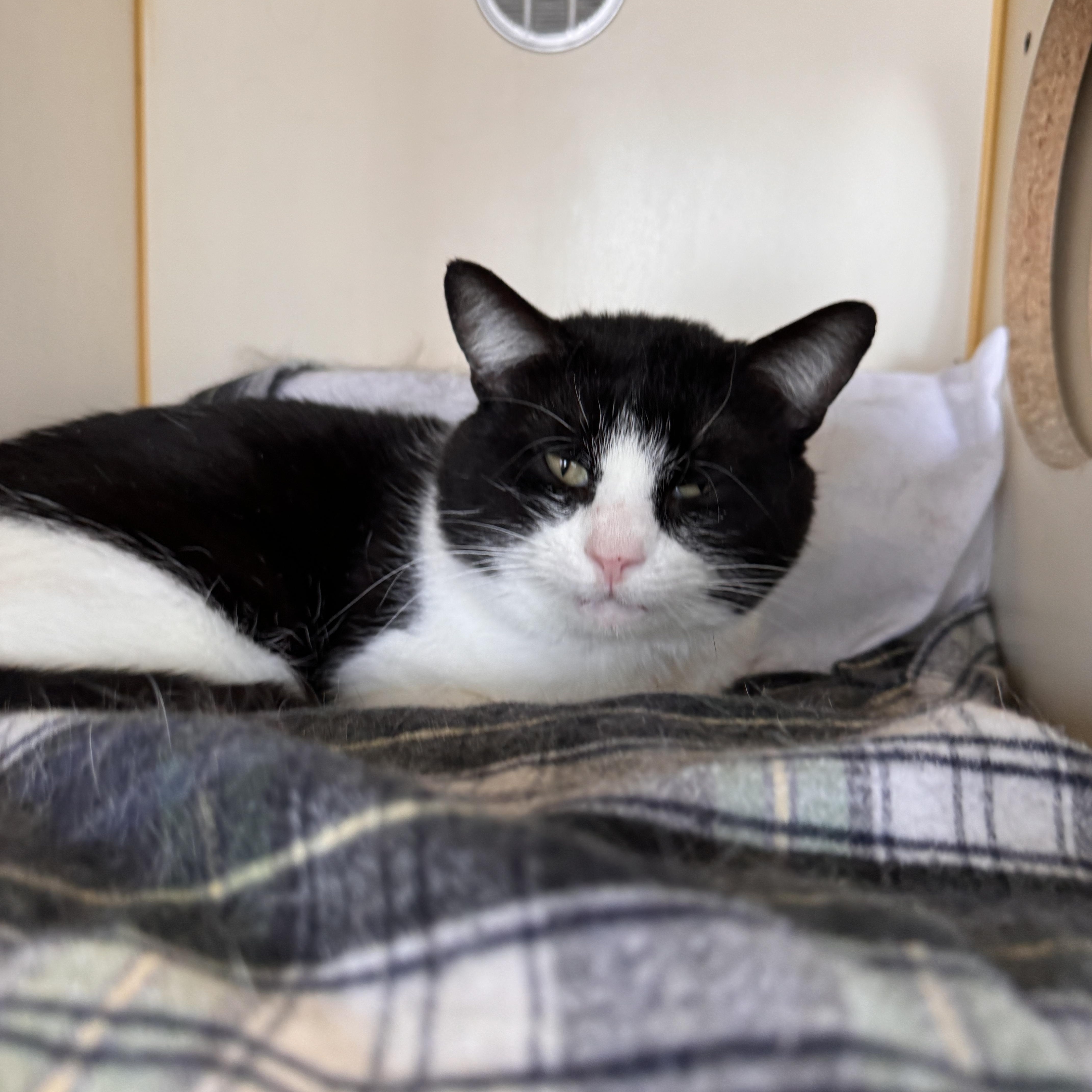 Champagne thumbnail 4