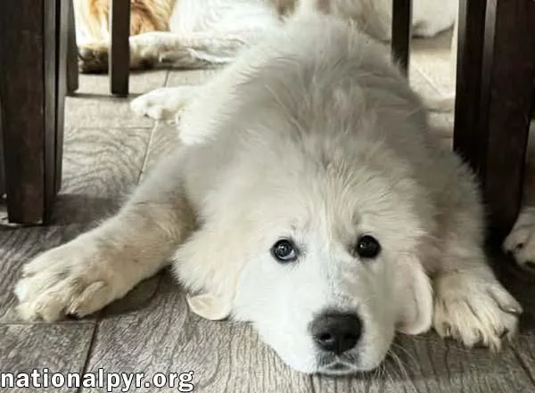 Lucy In Md  thumbnail 3