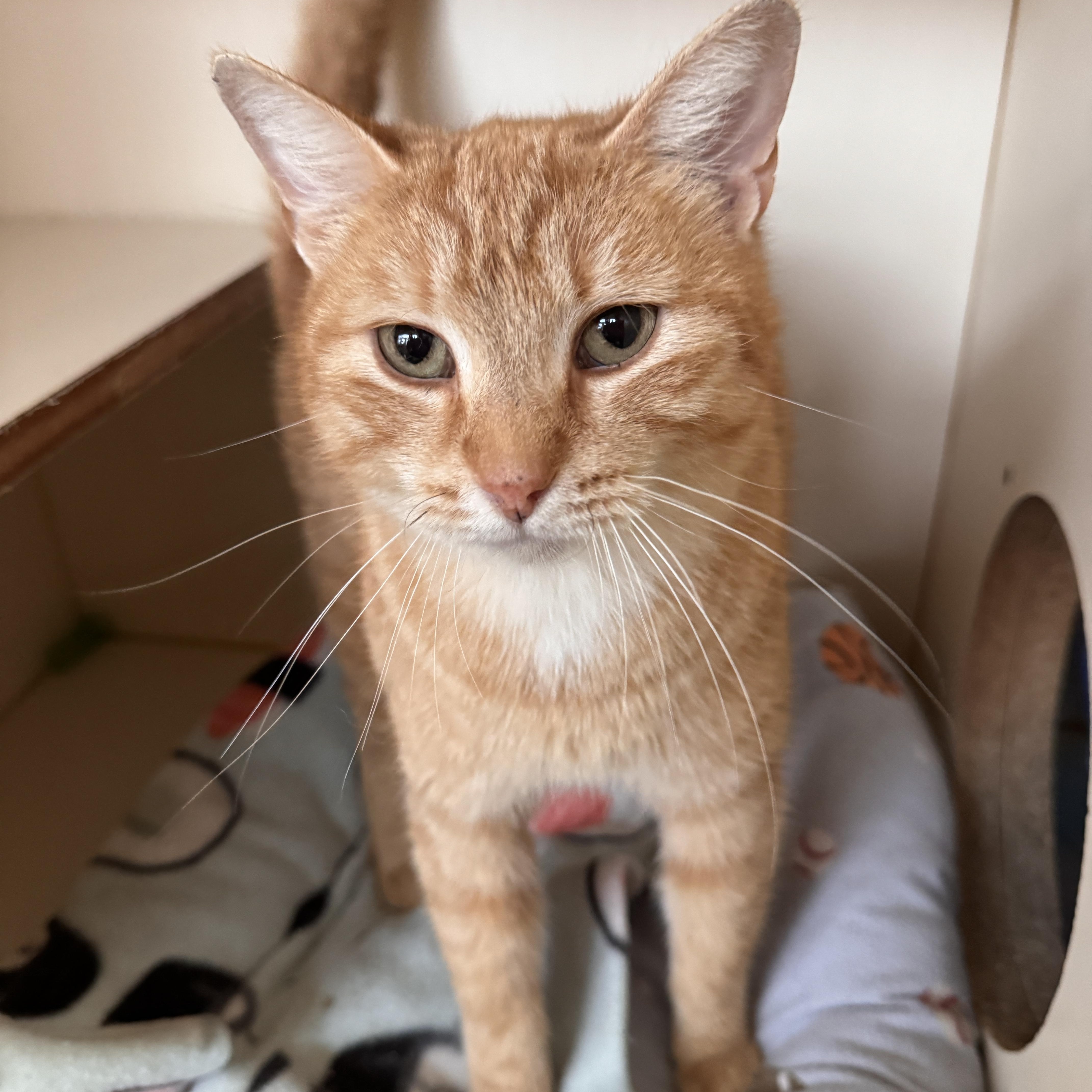 A young medium-sized female Tabby (Orange / Red) Domestic Short Hair cat named Bittie for adoption in Mokena, IL