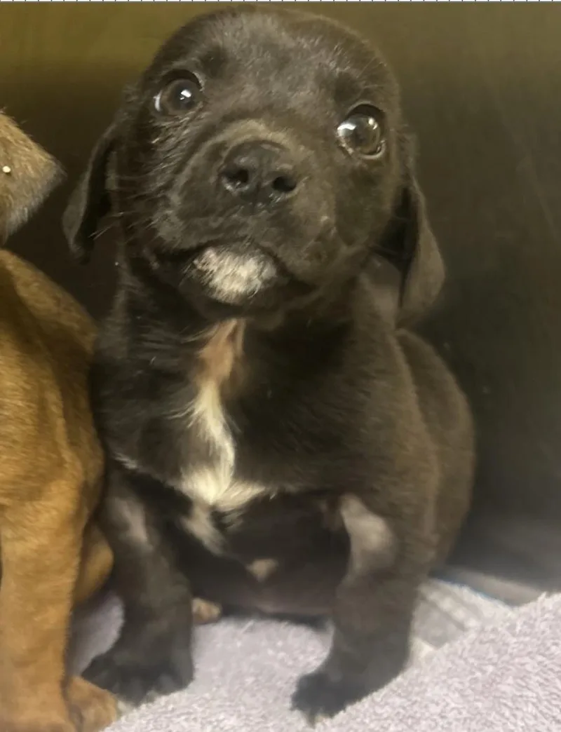 Chicken Nugget thumbnail 2