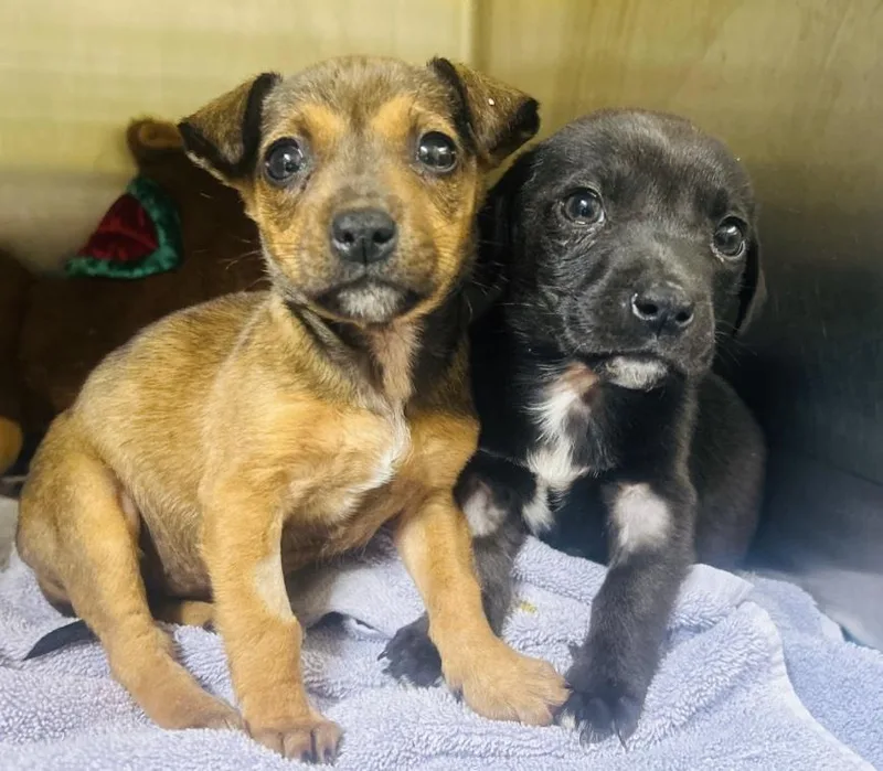 Chicken Nugget thumbnail 3