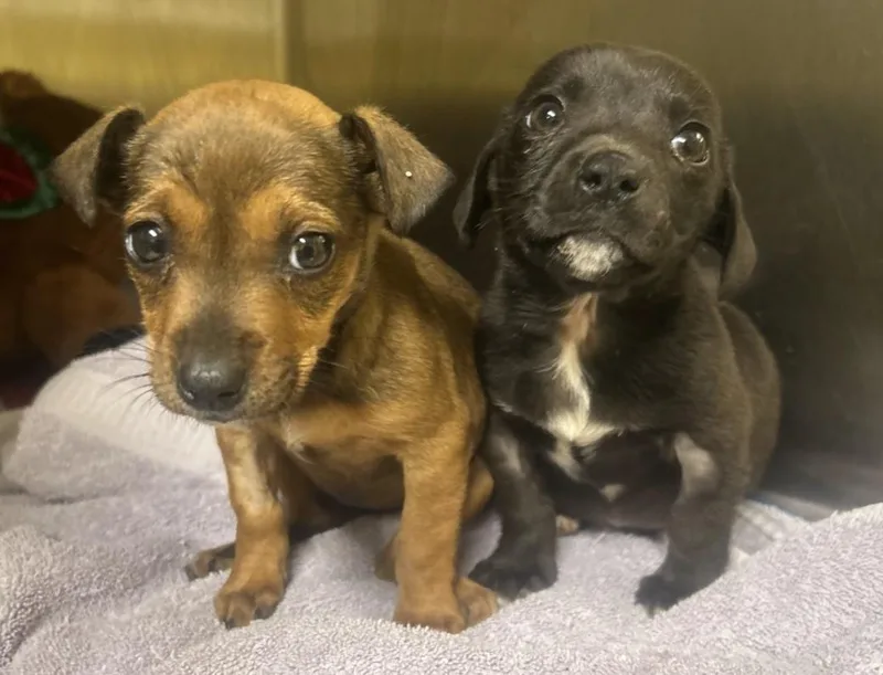 Chicken Nugget thumbnail 4