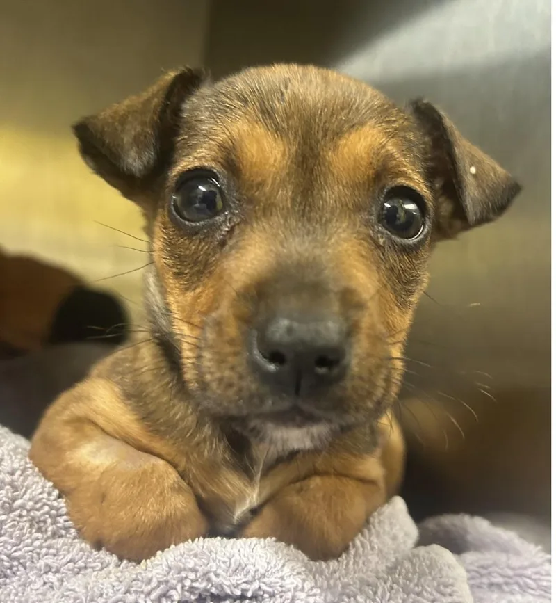 Jelly Fish thumbnail 2