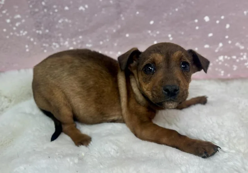 Jelly Fish thumbnail 3