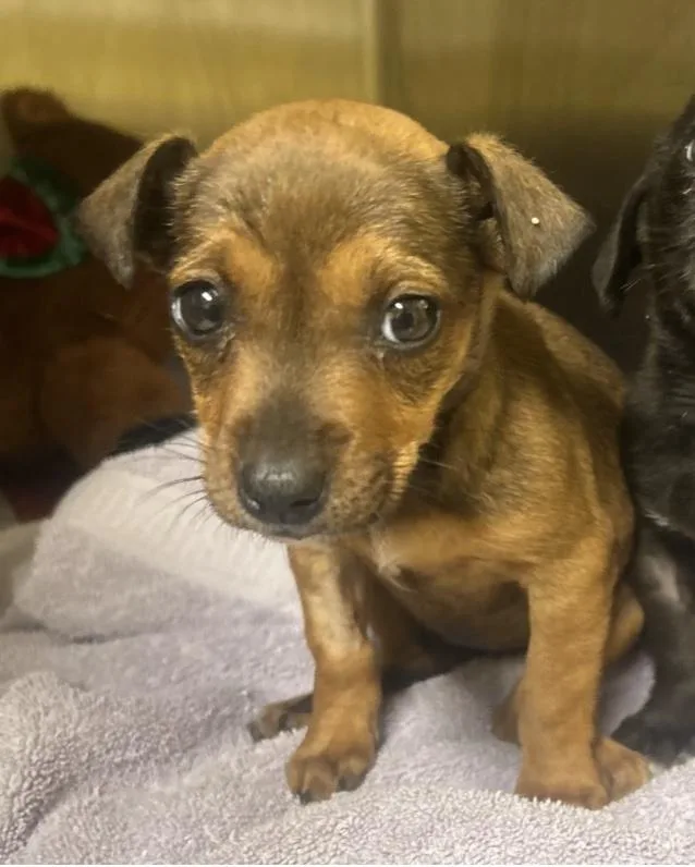 Jelly Fish thumbnail 4