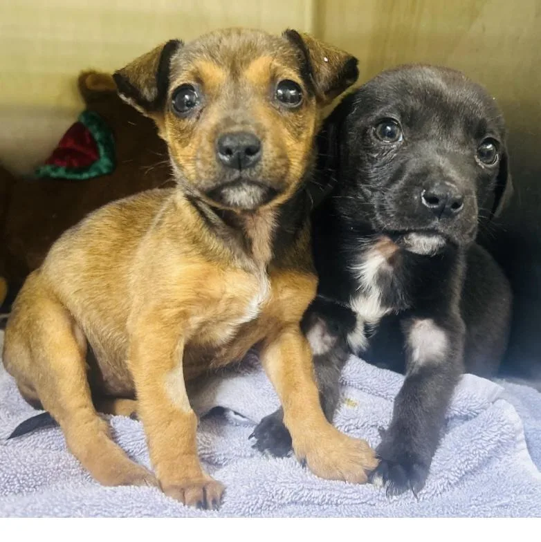 Jelly Fish thumbnail 5