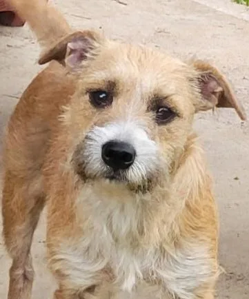 Wyetta Orthw thumbnail 5