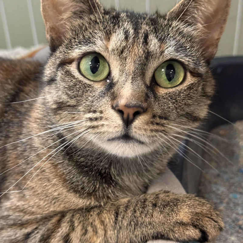 Miss Maple thumbnail 2