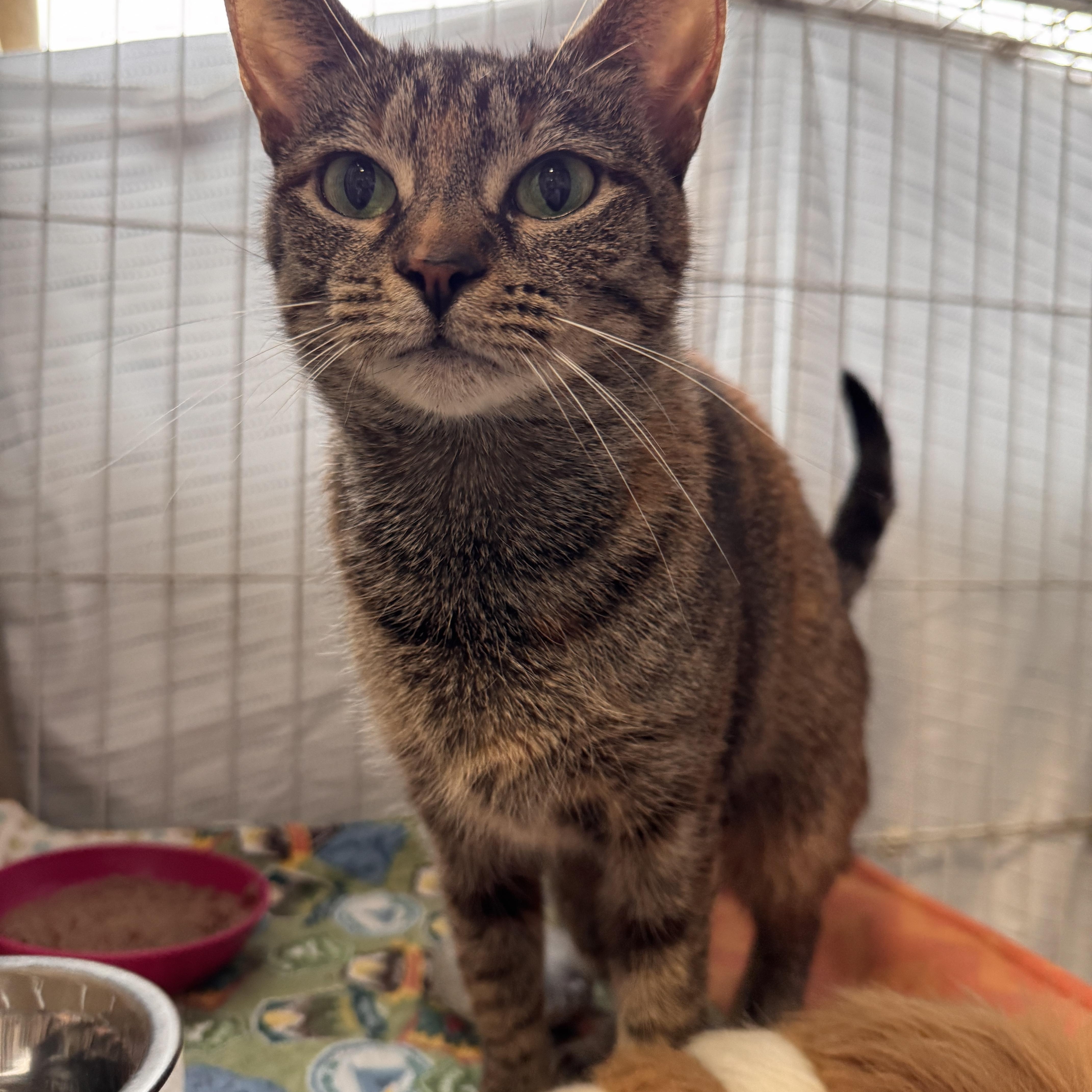 Miss Maple thumbnail 3