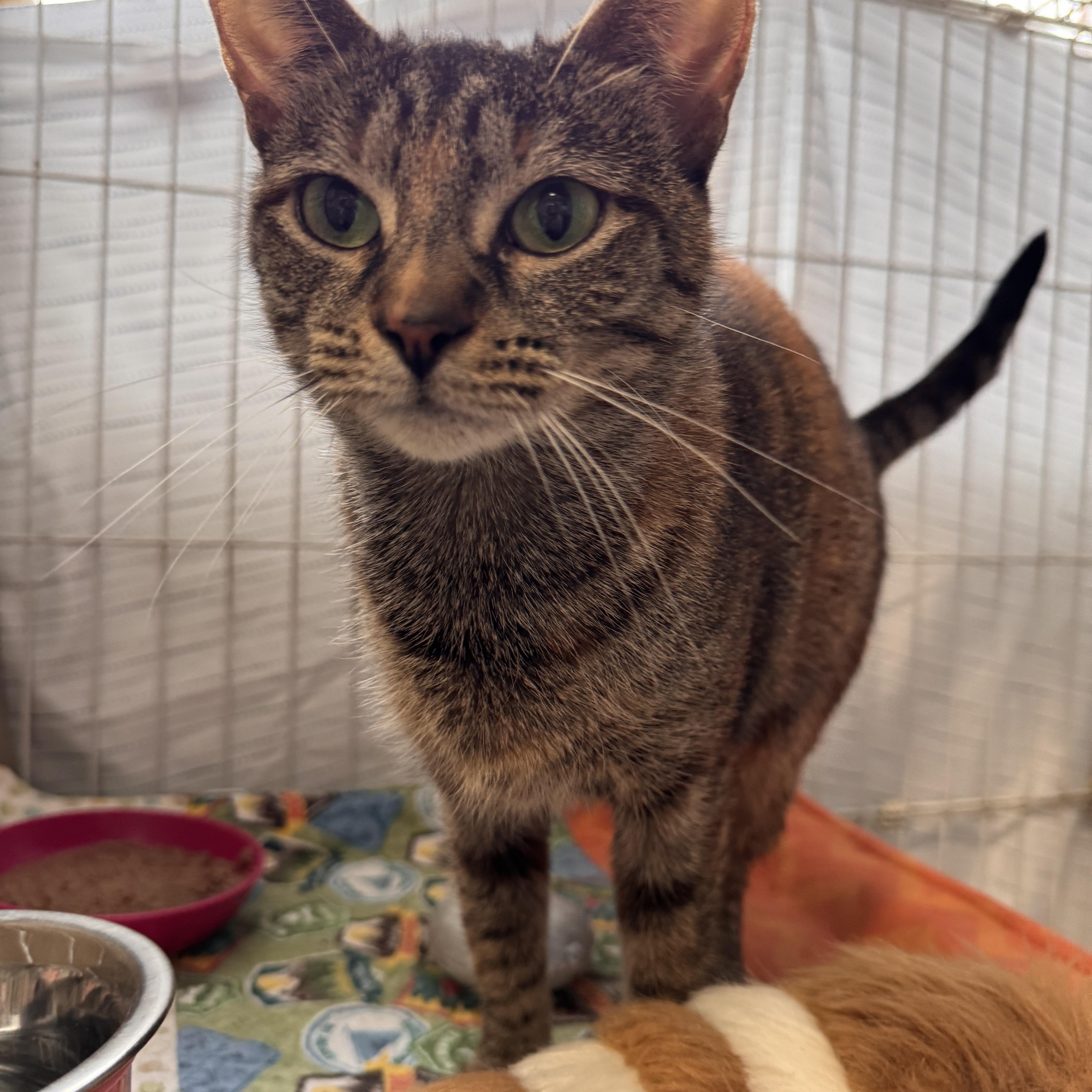 Miss Maple thumbnail 4