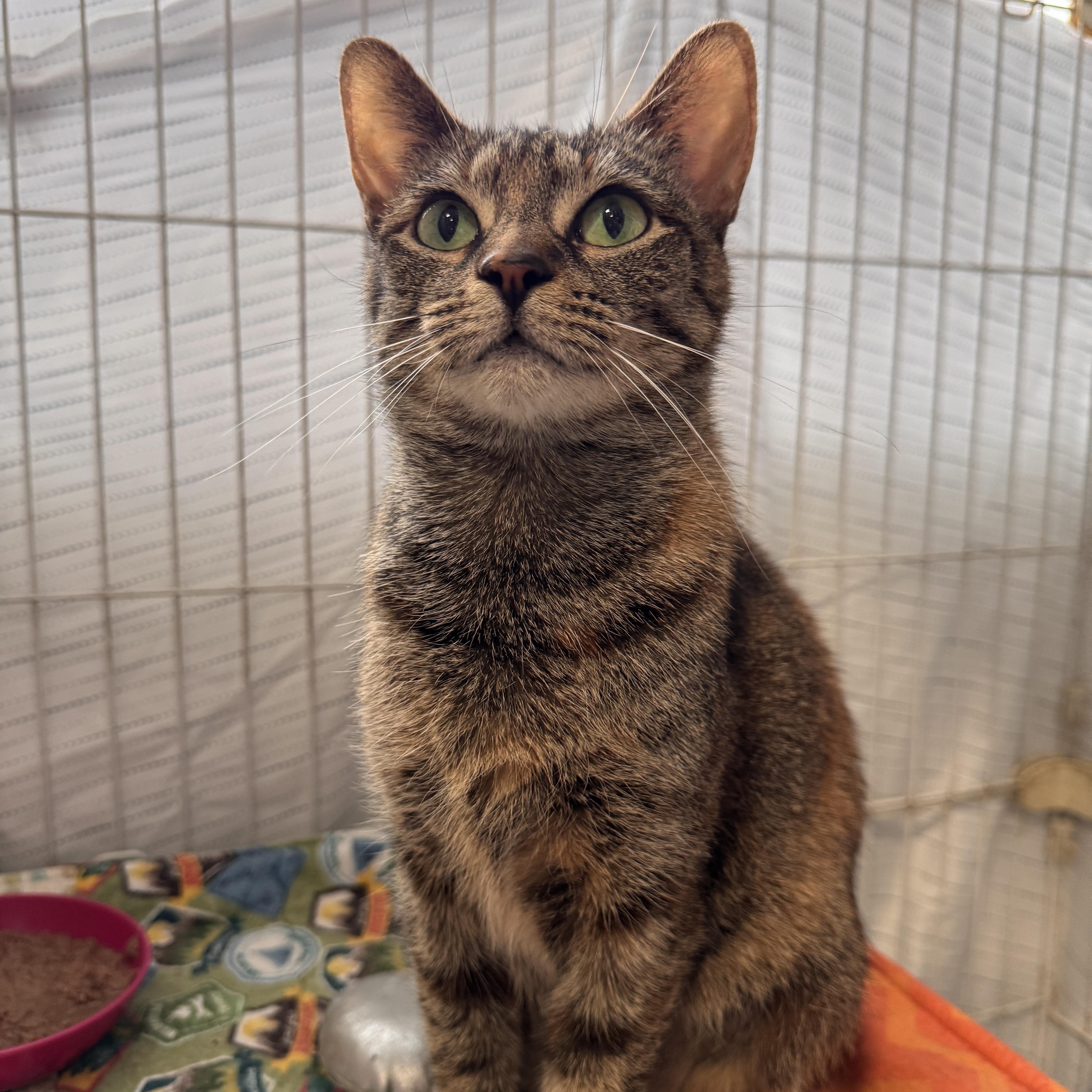 Miss Maple thumbnail 5