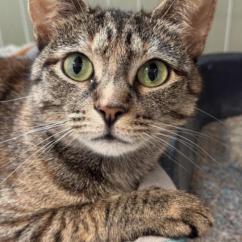 Miss Maple thumbnail 6