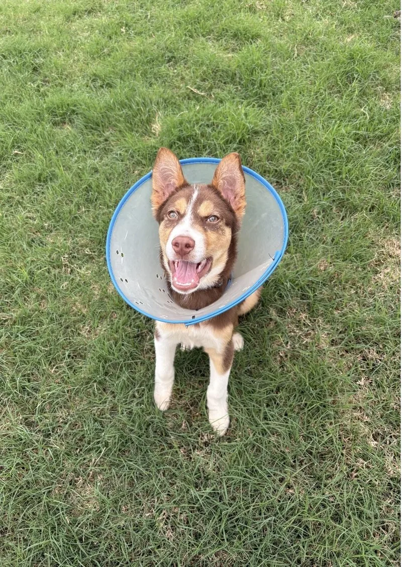 Tucumcari Wvt thumbnail 5